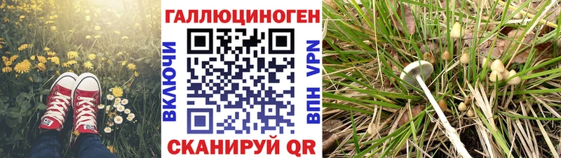 Псилоцибиновые грибы мицелий Сокол